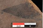 Foto (Detailansicht) von Rhytisma pythii Ettingshausen (NHMW-GEO-2024-0188-0082a)